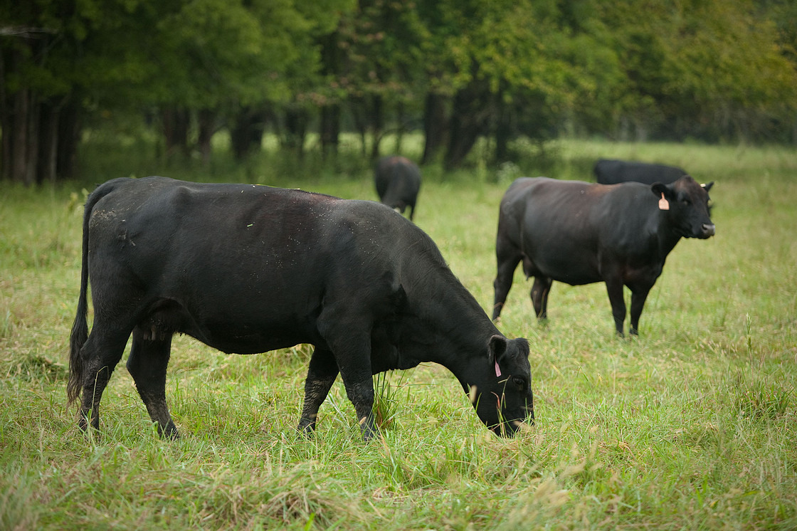 Wortley Wagyu Quality British Beef About Us